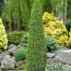 Можжевельник обыкновенный "Арнольд" на фото