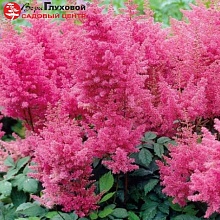 Основное изображение товара