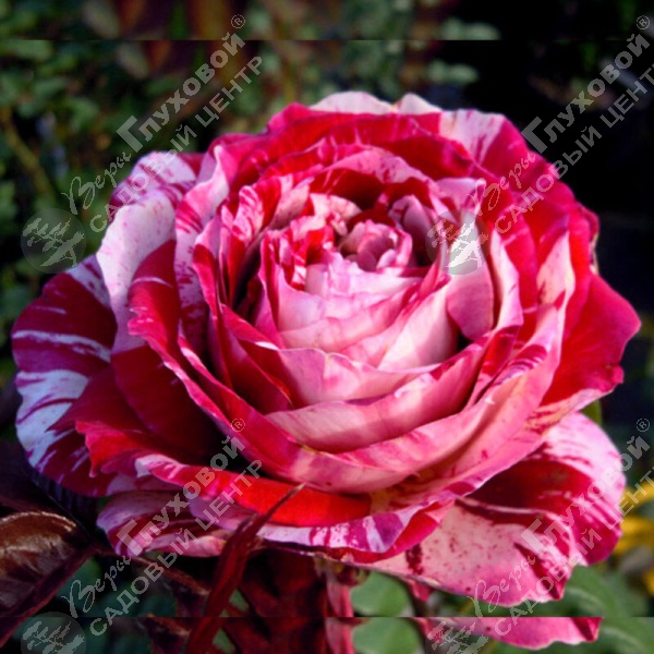 Роза чайно-гибридная "Julio Iglesias" на фото