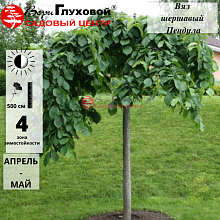 Основное изображение товара