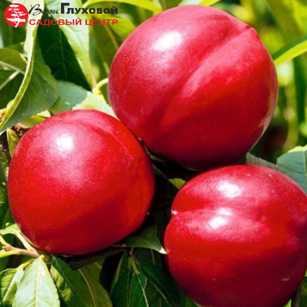 Основное изображение товара