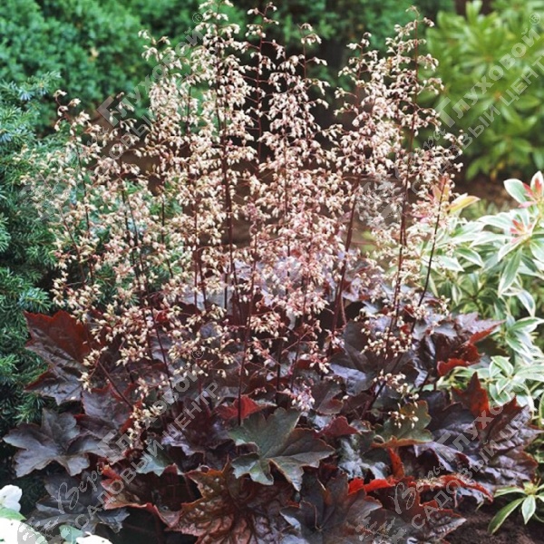 Гейхера "Палас Пурпл" на фото