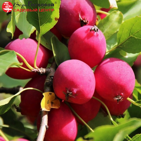 Основное изображение товара