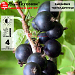 Смородина черная 