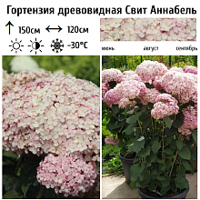 Основное изображение товара