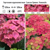 Гортензия крупнолистная (Hydrangea macrophyllа) Саксон Грюнес Гевёльбе С5 ГлХ/25