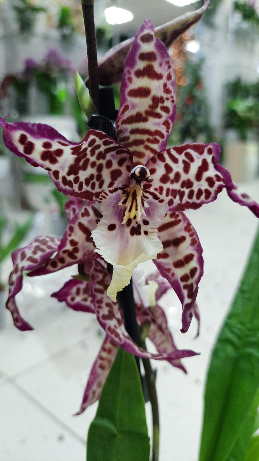 Новое поступление комнатных растений