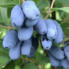 Основное изображение товара