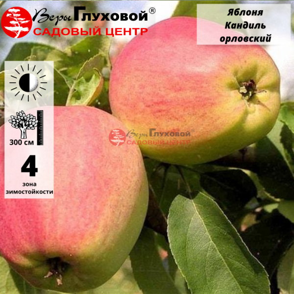 Яблоня Кандиль орловский (зимний сорт) 2-летка