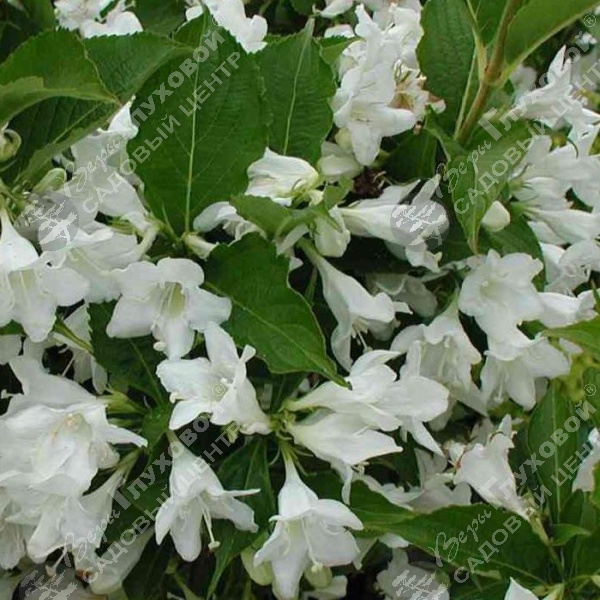 Вейгела  "Кандида" на фото