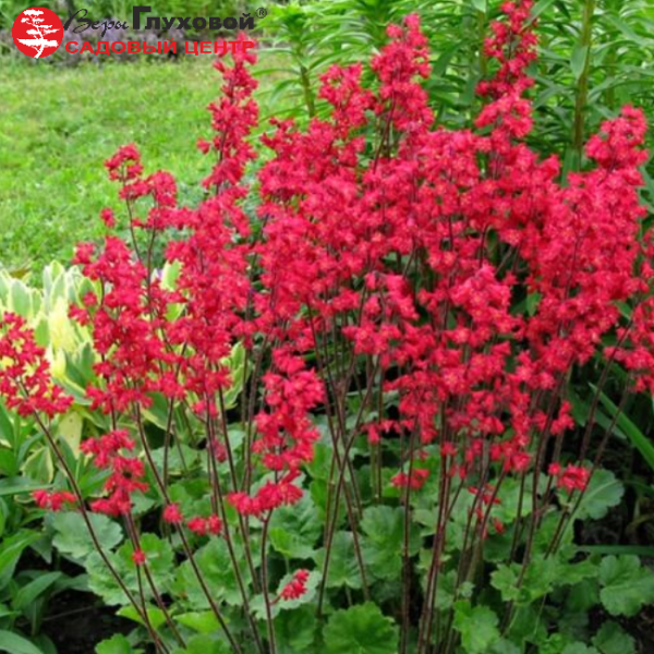 Основное изображение товара