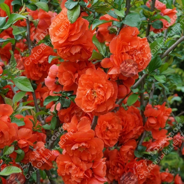 Хеномелес "Оранж Шторм" на фото