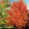 Клен красный (Acer rubrum) Ред Сансет 10/12 400-450 ТС40 ГВр/26