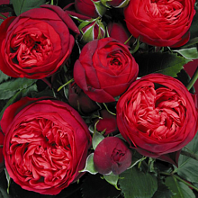 Основное изображение товара