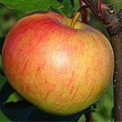 Яблоня 