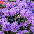Рододендрон плотный 