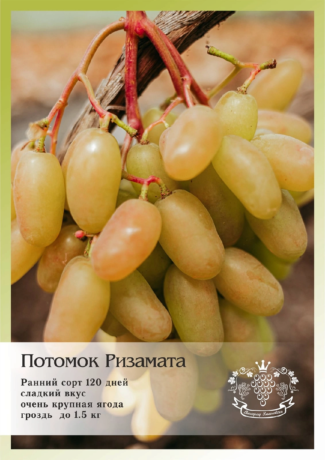 Приглашаем жителей Самары на ДЕНЬ ВИНОГРАДА