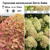 Гортензия метельчатая (Hydrangea paniculata) Литтл Лайм 2-3вет ОКС СП/25