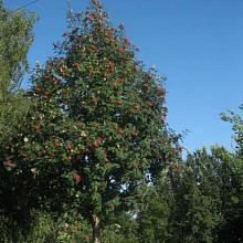 Основное изображение товара