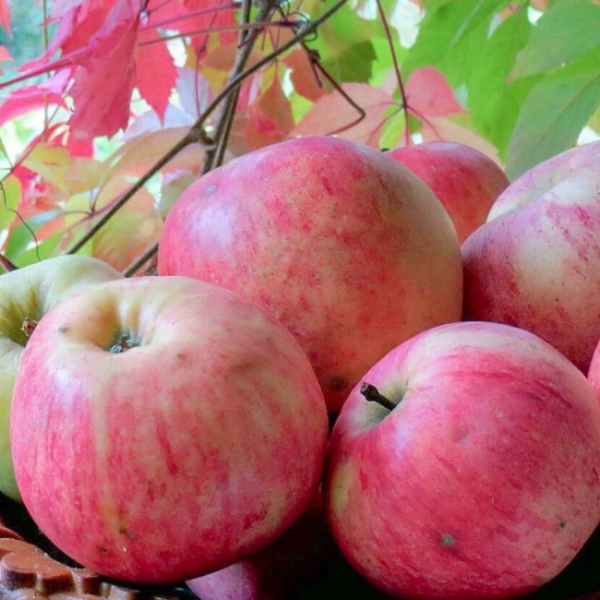 Основное изображение товара