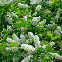 Основное изображение товара