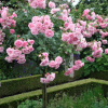 Роза штамбовая "Bonica" на фото