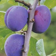 Основное изображение товара