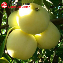 Яблоня Дочь папировки (летний сорт)