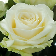 Основное изображение товара