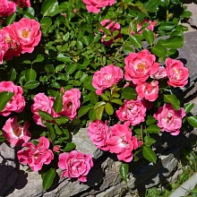 Основное изображение товара