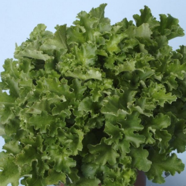 Основное изображение товара