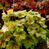 Гейхера (Heuchera) Электра С2 СП/25