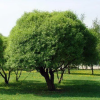 Ива ломкая (Salix fragilis) Буллата   С7,5 СП/25