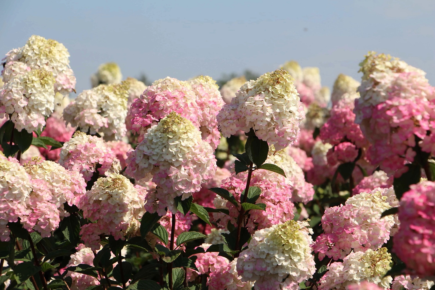 Сорт гортензии Самарская Лидия