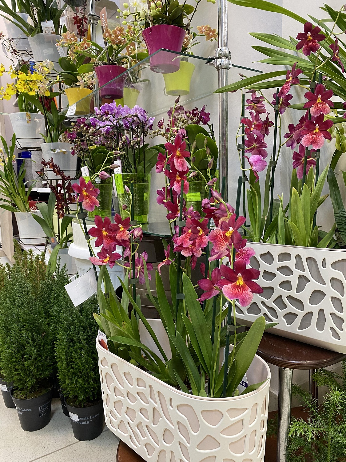 Новое поступление комнатных растений