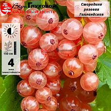 Основное изображение товара