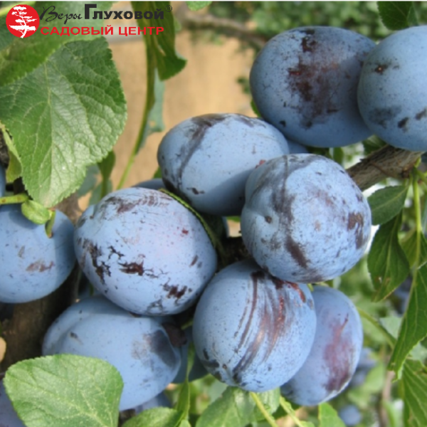 Основное изображение товара