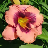 Лилейник (Hemerocallis) Даринг Десепшн С3 ГлХ/26