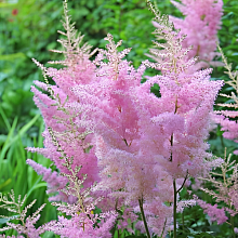 Основное изображение товара