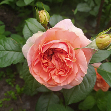 Основное изображение товара