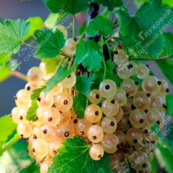 Смородина белая "Зитавия" на фото