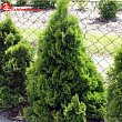 Туя западная 