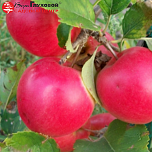 Основное изображение товара