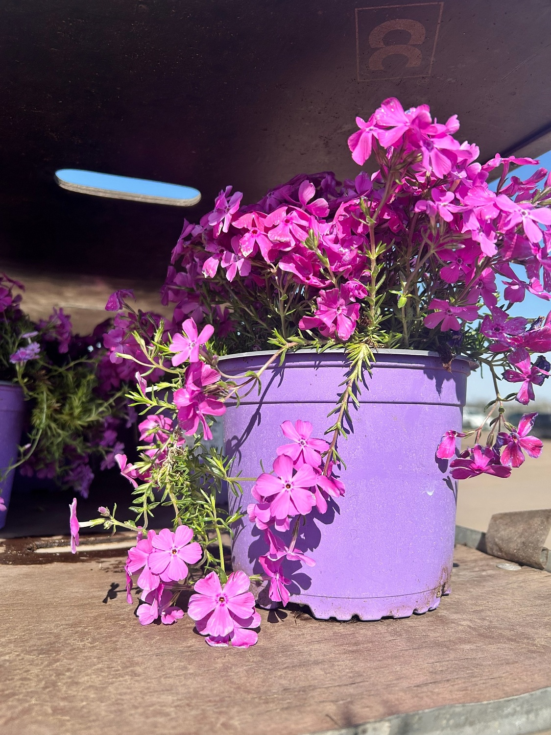 Пышные, ароматные и невероятно разнообразные