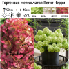 Гортензия метельчатая (Hydrangea paniculata) Петит Черри 2-3вет ОКС СП/25