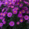 Астра кустарниковая "Пинк Бьюти" на фото