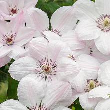 Основное изображение товара