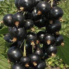 Основное изображение товара