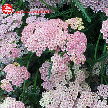 Основное изображение товара