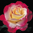 Роза чайно-гибридная 